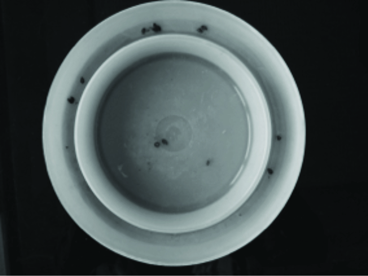 Bedbugs in a ClimbUp trap.