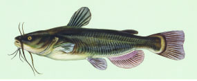 Bullhead