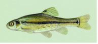 Fathead Minnow