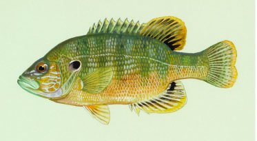 Green Sunfish